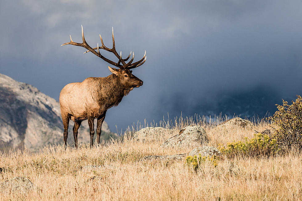 Sounds That Go Bump In The Night, This Wyoming Elk Shriek Is Pretty Spooky