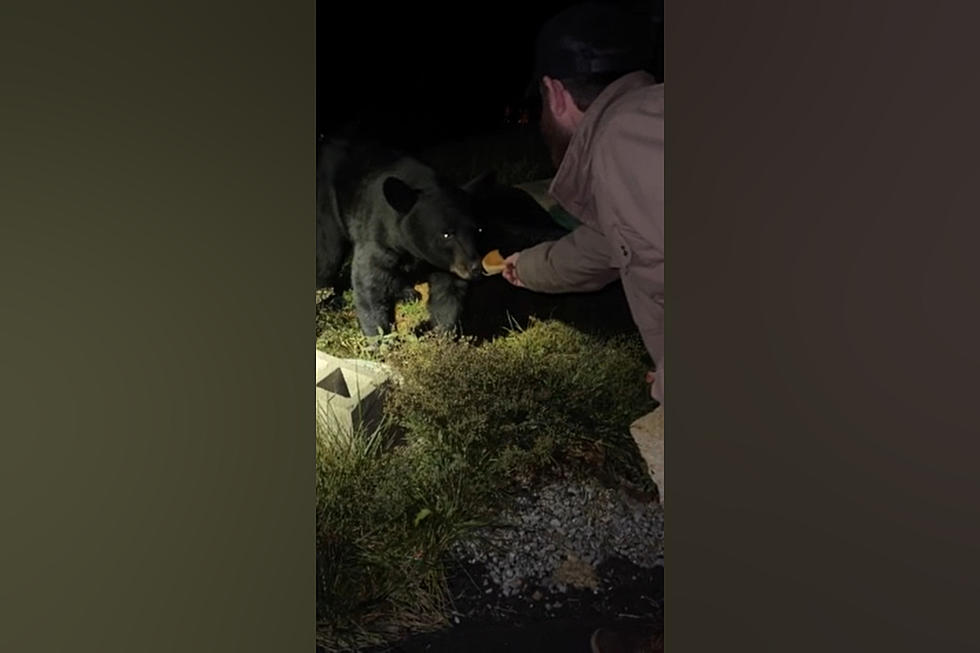 Dude Thinks it’s a Good Idea to Feed a Bear a Biscuit, Regrets It