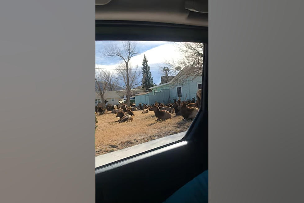 Colorado Family Learns 100’s of Elk Have Taken Over Their Yard