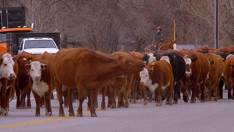 This Colorado Traffic isn’t ‘Moo-ving’ Because of a Famous Ranch