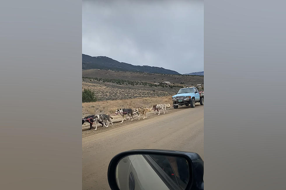 Dog Powered: Video Shows Sled Dog Team Pulling a Colorado Truck