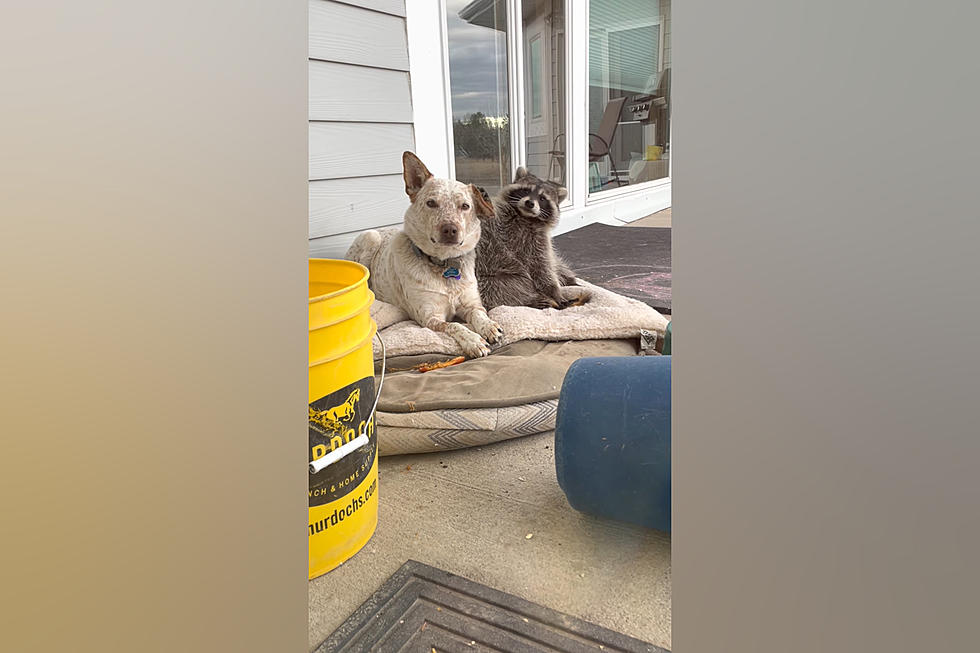 This Montana Dog Named Toby and Raccoon Named Nugget are BFF&#8217;s