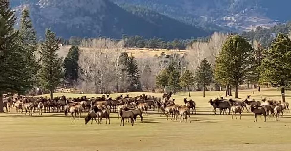 Playing Through? Colorado Elk Herd Stampedes Through Golf Course