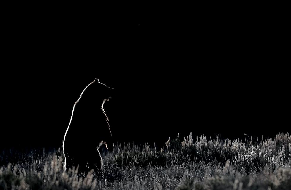 Photographer Captures Stunning Night Video of a Wyoming Grizzly