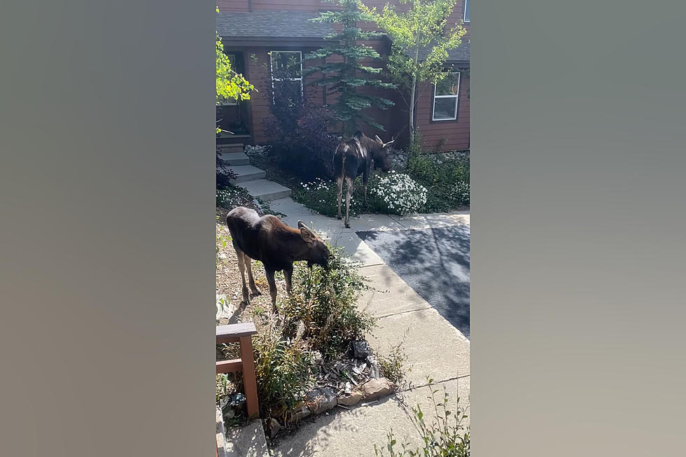 Breckenridge Colorado Family Held Hostage by Moose Eating Their Trees