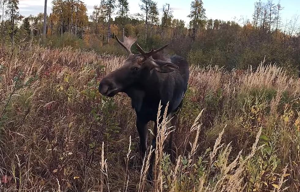 Watch Hunter Get Mercilessly Trolled by a Curious Moose