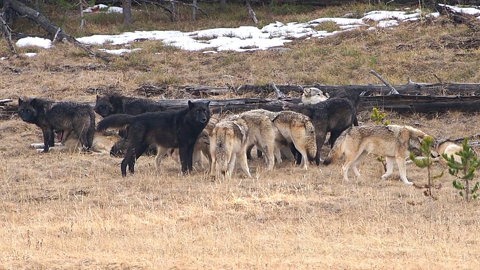 Photographer Shares Rare Video of Yellowstone&#8217;s Wapiti Wolf Pack