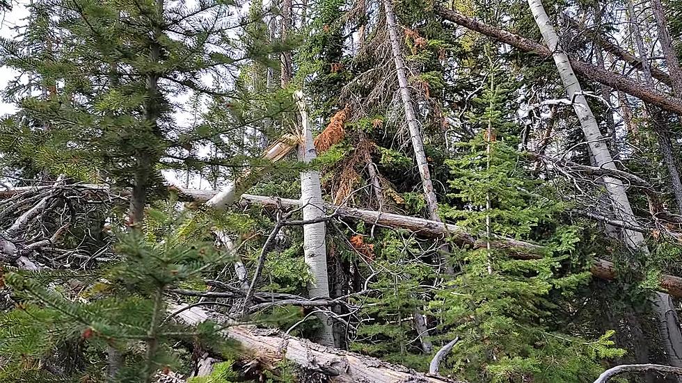 These Dudes Believe They Found a Bigfoot Nest in Wyoming