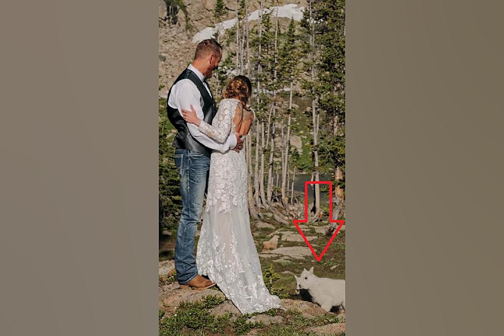 Colorado Elopement Photo Gets Crashed by Baby Mountain Goats