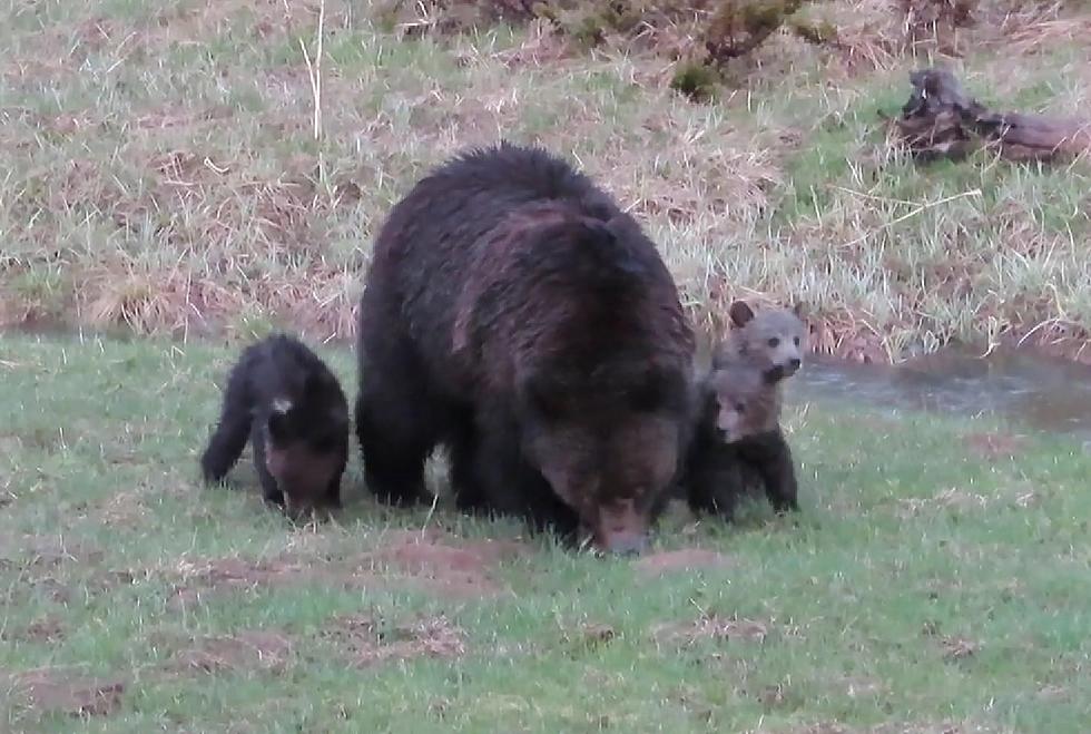 Hiker Has Close Encounter with Grizzly &#038; Triplets in Yellowstone