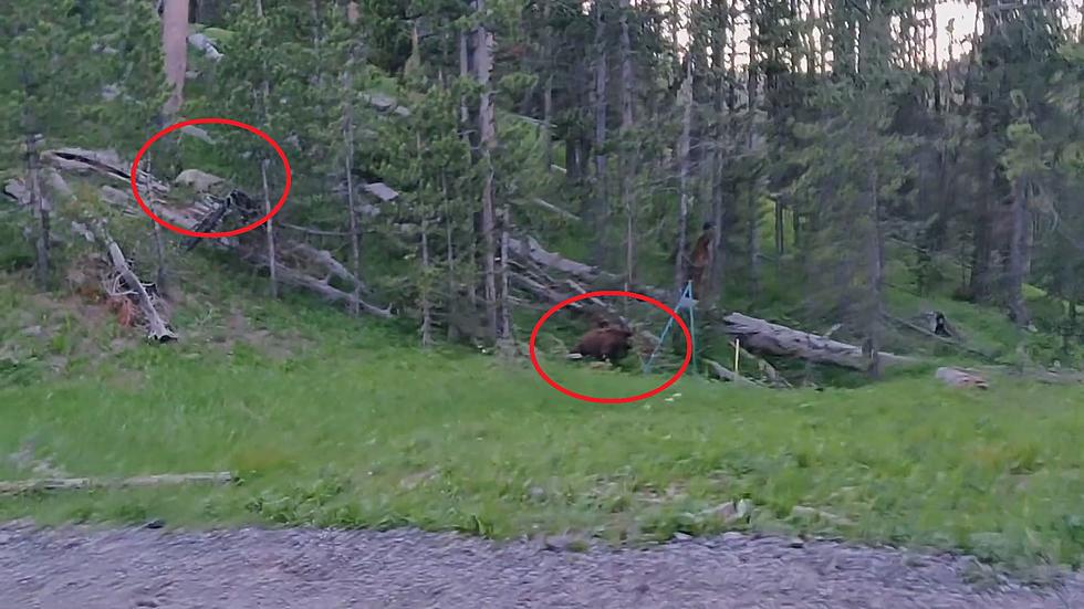 Yellowstone Visitor Shares Video of a White Wolf Chasing a Bear