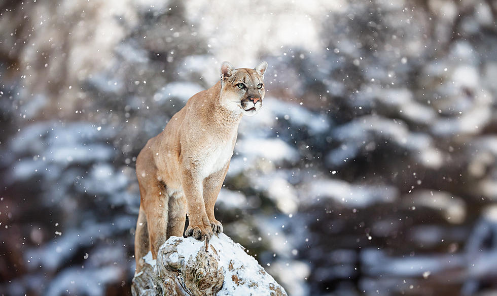 Check Out These Wyoming Animals Doing Animal Stuff In Snow