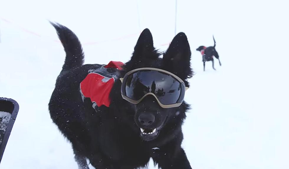 The Unsung Heroes of Winter are These Rock Star Avalanche Dogs