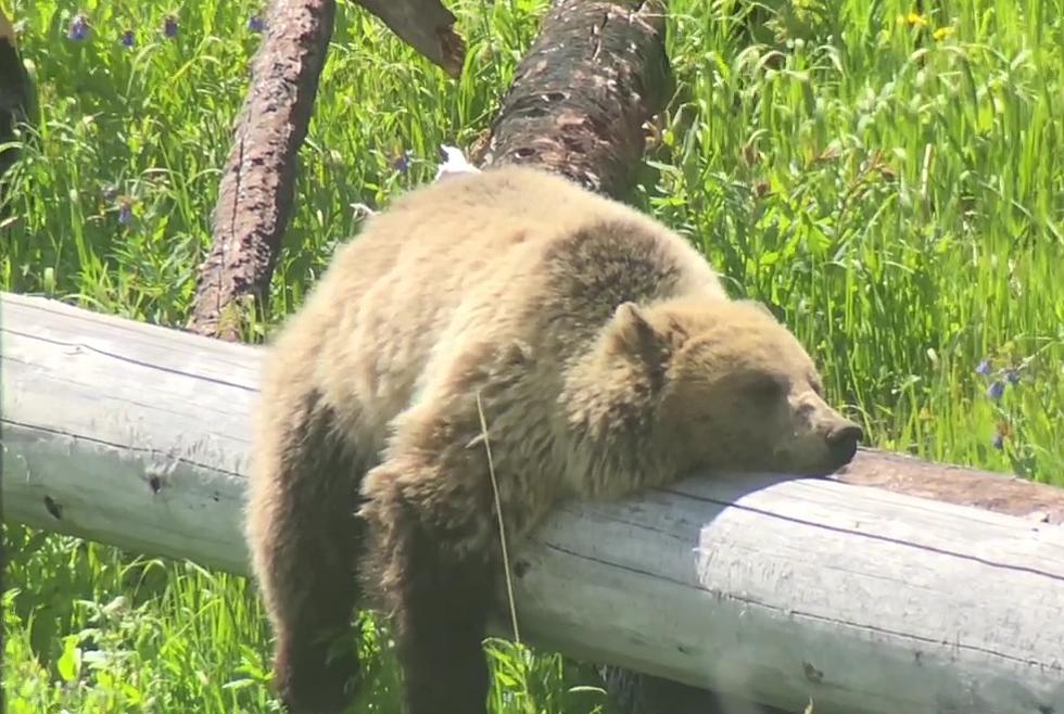 Famous Yellowstone Grizzly “Snow” Shown Taking a Nap on a Tree