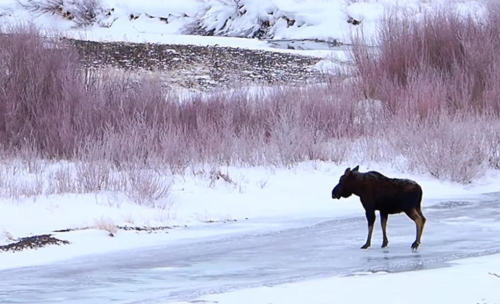 Watch a Moose Gently Cross an Icy Creek in Yellowstone