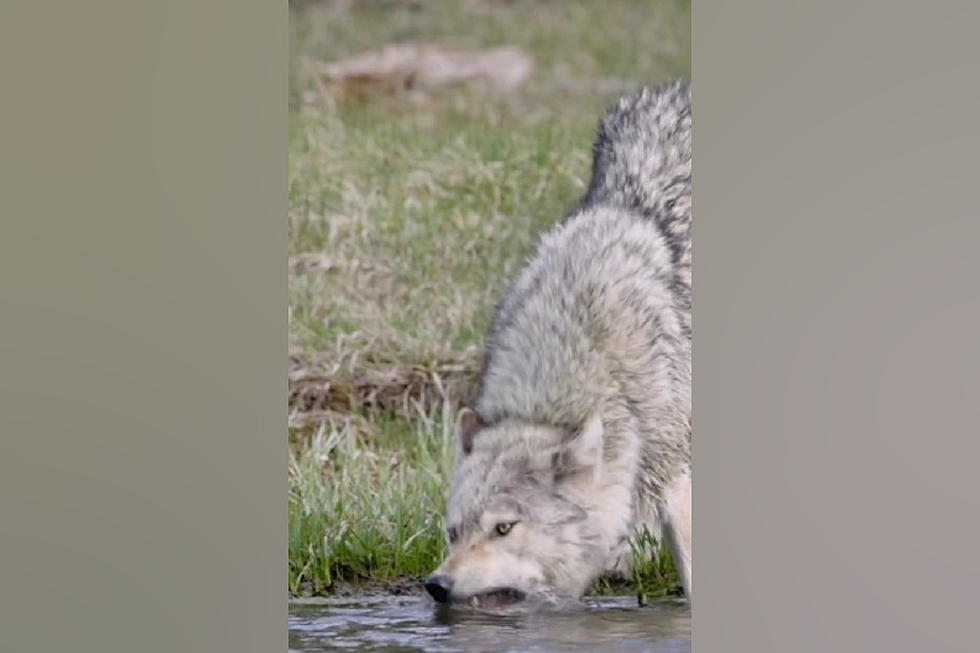 Watch a Yellowstone Wolf Who Appears to Be &#8216;Eating&#8217; Water