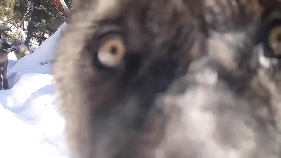 Up-Close Video Shows Trail Cam Licked by a Yellowstone Wolf Pack