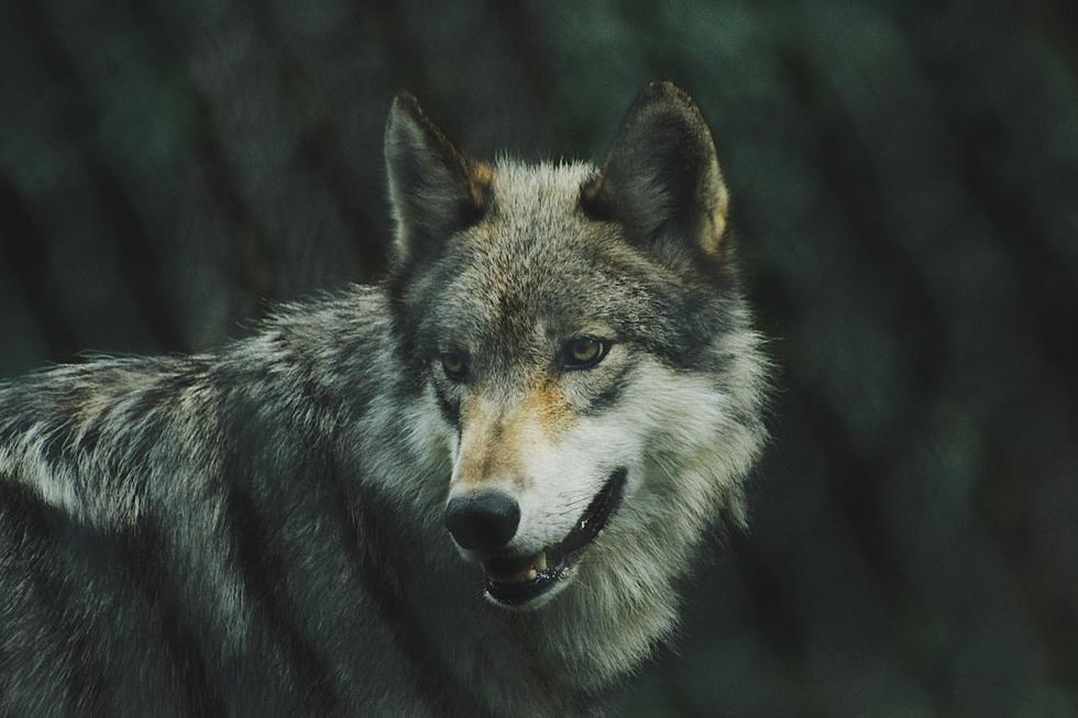 Welcome to the Party – Colorado Ranchers Now Dealing with Wolves