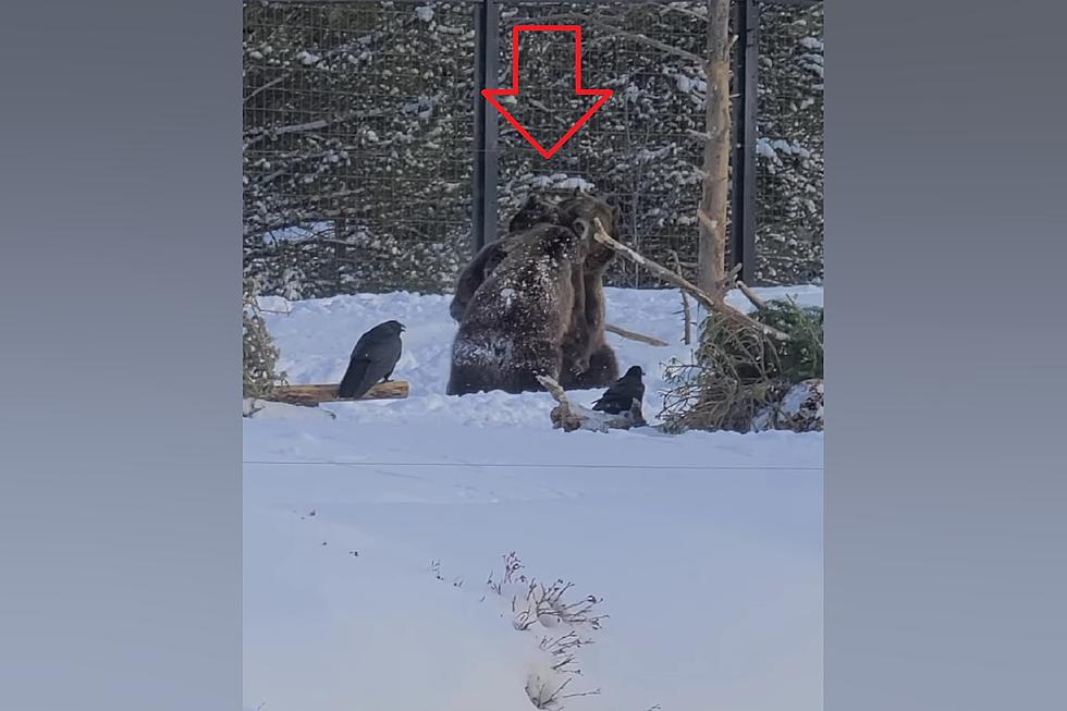Fury or Fun – Watch Yellowstone Grizzlies Fight or is it Playing?