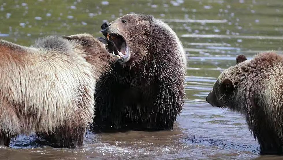 New Videos Show Grizzly 399 and Cubs at Play a Few Summers Ago