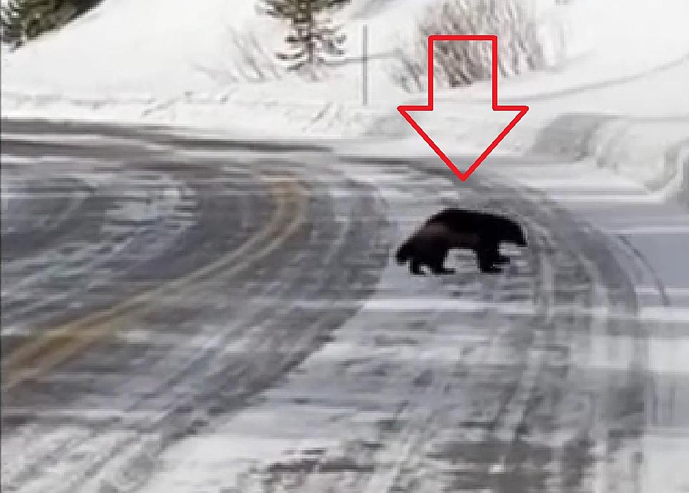 Visitor Shares Super-Rare Video of a Wolverine in Yellowstone