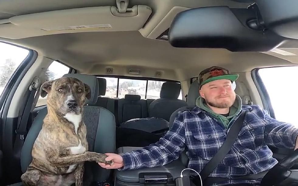 Watch this Sweet Wyoming Rescue Dog Who Just Wants to Hold Hands