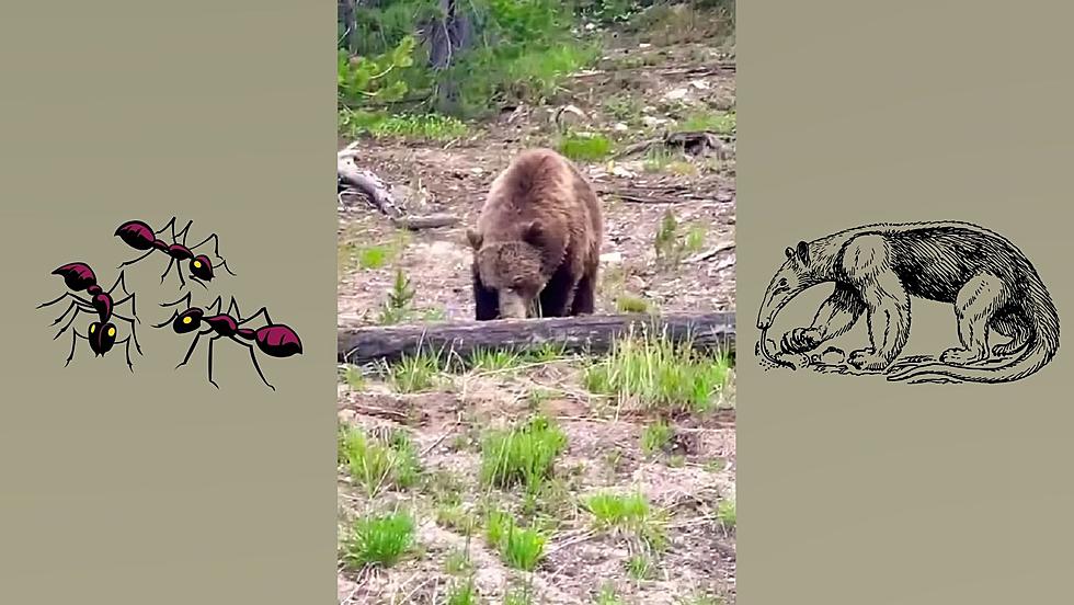 Watch a Yellowstone Grizzly Who Thinks He’s an Anteater