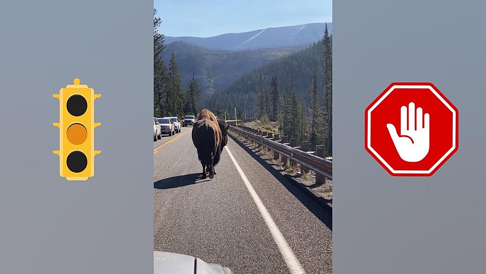 Watch a Yellowstone Bison Enforce His Speed Limit of S-L-O-W