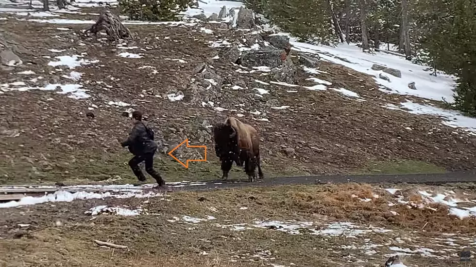 It Was Inevitable &#8211; Bison Charges Clueless Man at Yellowstone