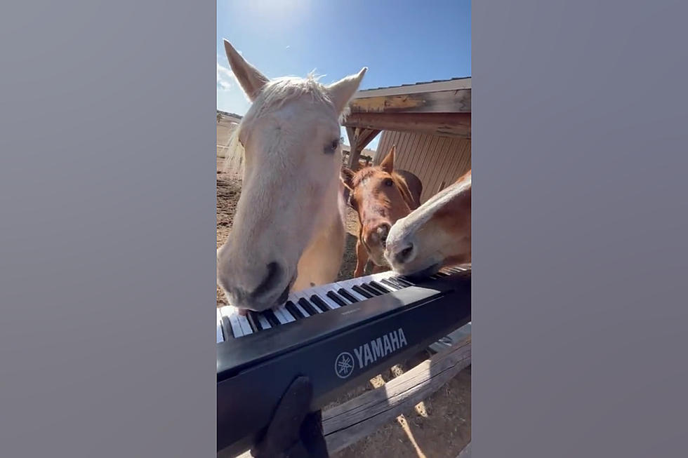 Let’s Watch 3 Colorado Rescue Horses Play Piano Because Why Not?