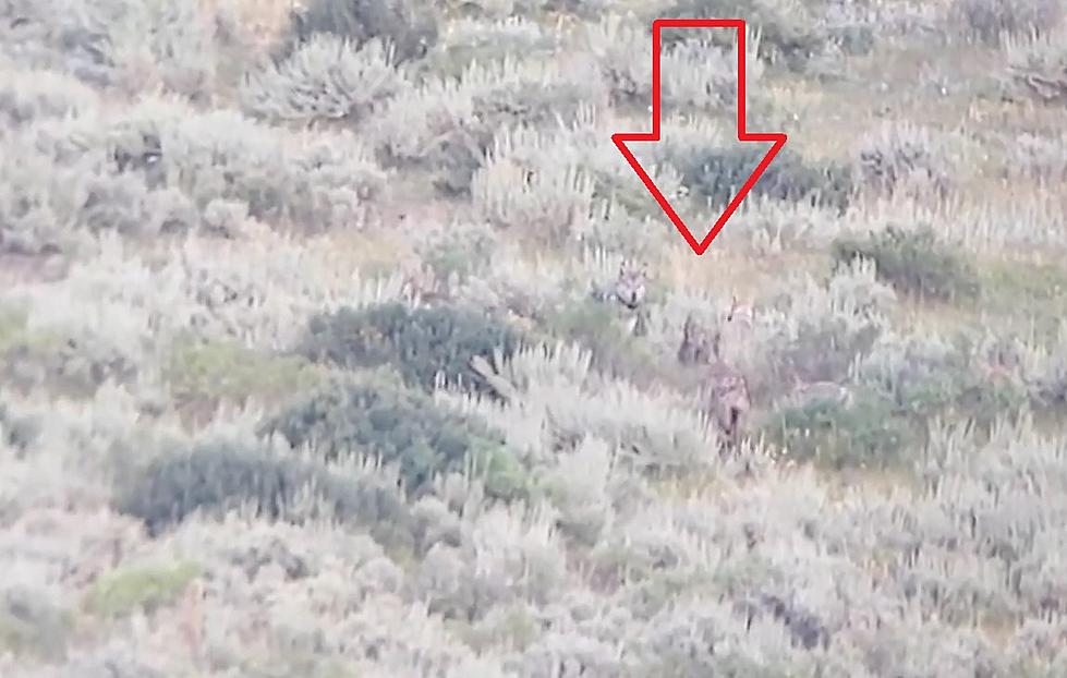 Video Shows Yellowstone’s Junction Butte Wolf Pack is Growing