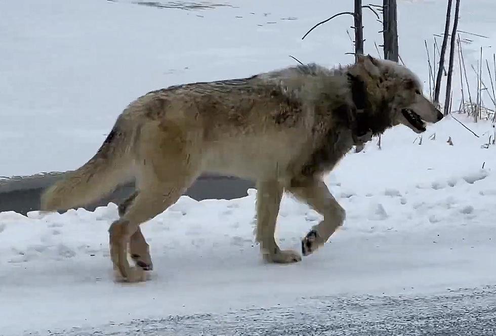 Yellowstone Visitor Gets Greeted by a Lone Wolf, Gets Howled At