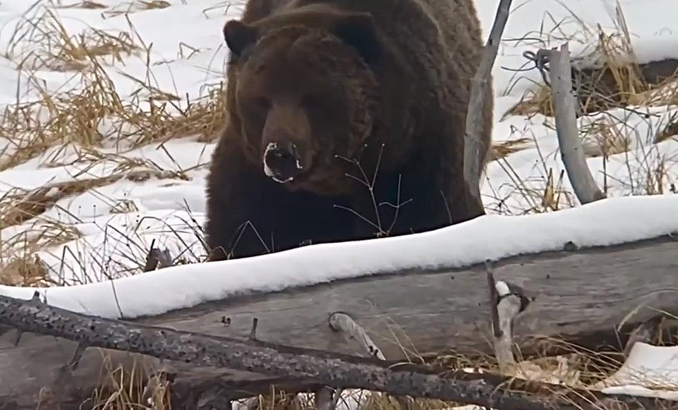 This Tetons Grizzly Just Woke Up and is NOT in a Good Mood