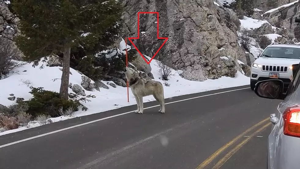Watch Yellowstone Traffic Get Held Up by a Lone Howling Gray Wolf
