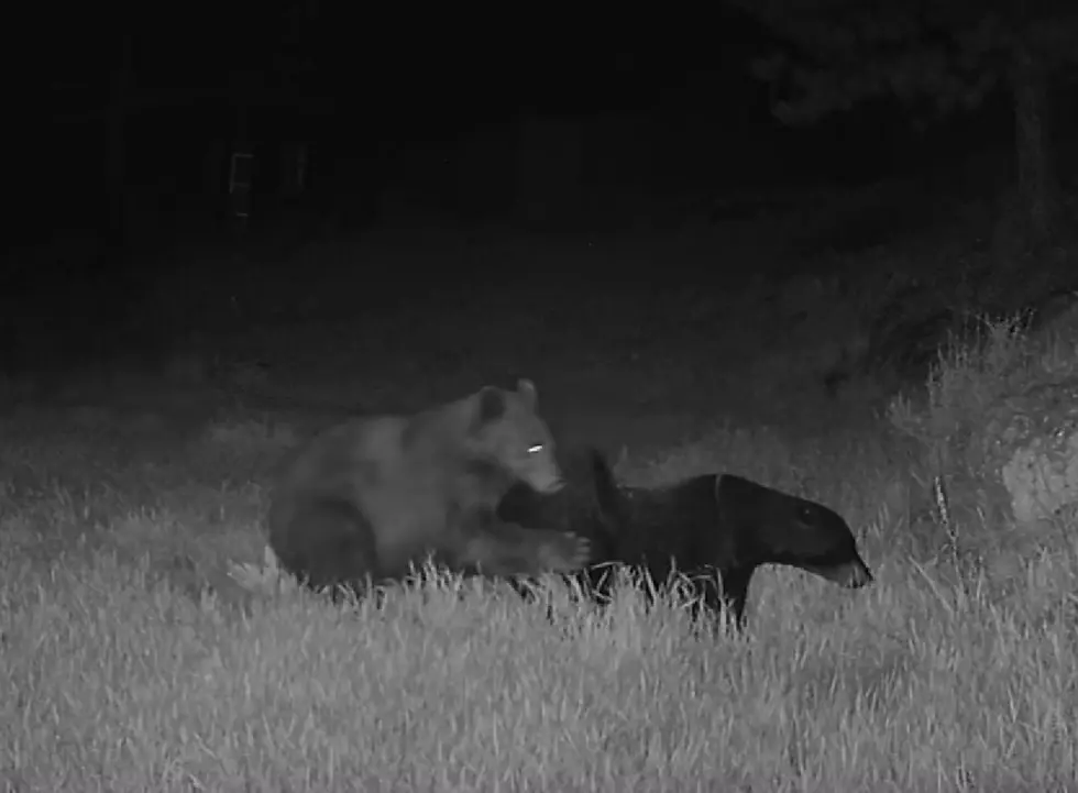 Watch a Colorado Bear Tear Apart an Innocent Archery Target