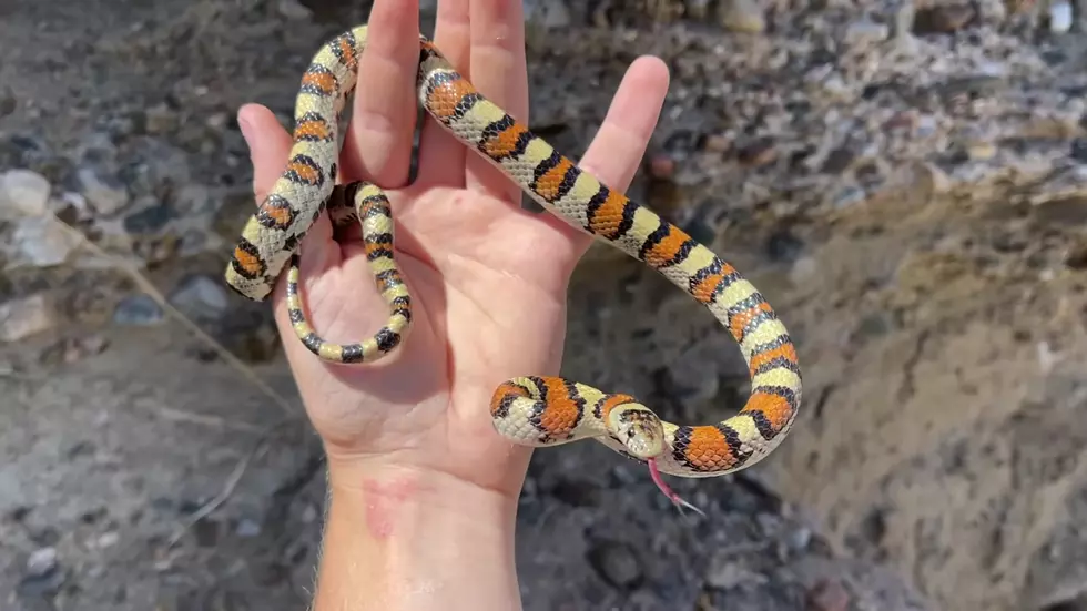 Watch These Wyoming Kids Go ‘Herping’ for Snakes