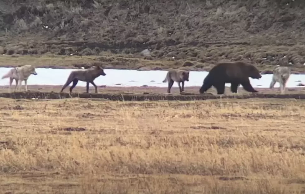 Yellowstone&#8217;s Junction Butte Wolf Pack Faces Off with Grizzlies