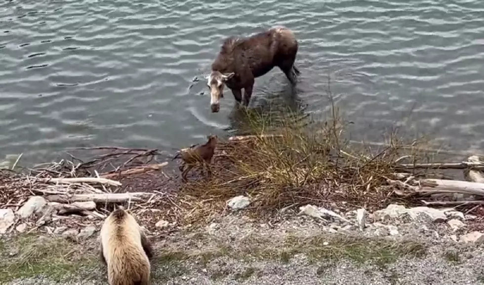 Watch a Moose Mother Protect Her Baby from a Grizzly in Glacier