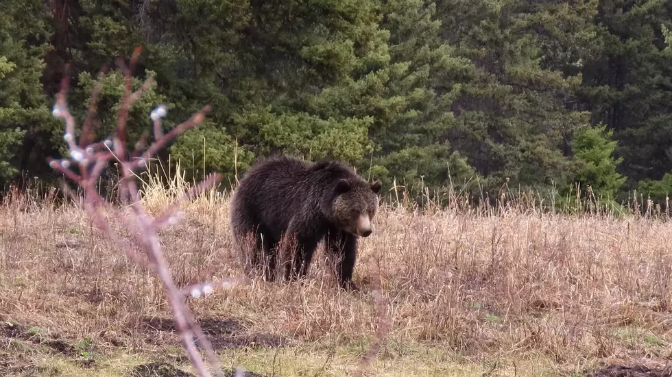 Hiker Surprised by Grizzly in Yellowstone, Makes Lifesaving Moves