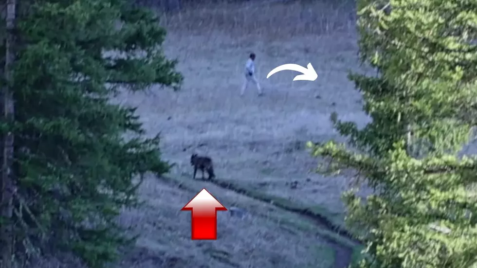 Watch a Yellowstone Hiker Smartly Let a Wolf Have the Trail