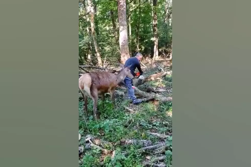 Watch the Awkward Moment an Elk Tries to Make a Lumberjack Friend