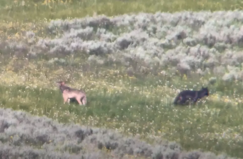 Watch Young Wolves from the Wapiti Pack at Play in Yellowstone