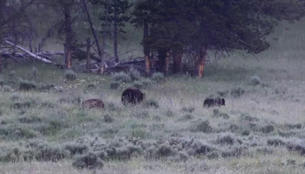 Watch Rare Video of Yellowstone Grizzly & Wolves Just Hanging Out