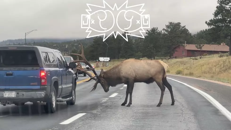 Watch a Ticked-Off Colorado Elk Challenge All of the Vehicles