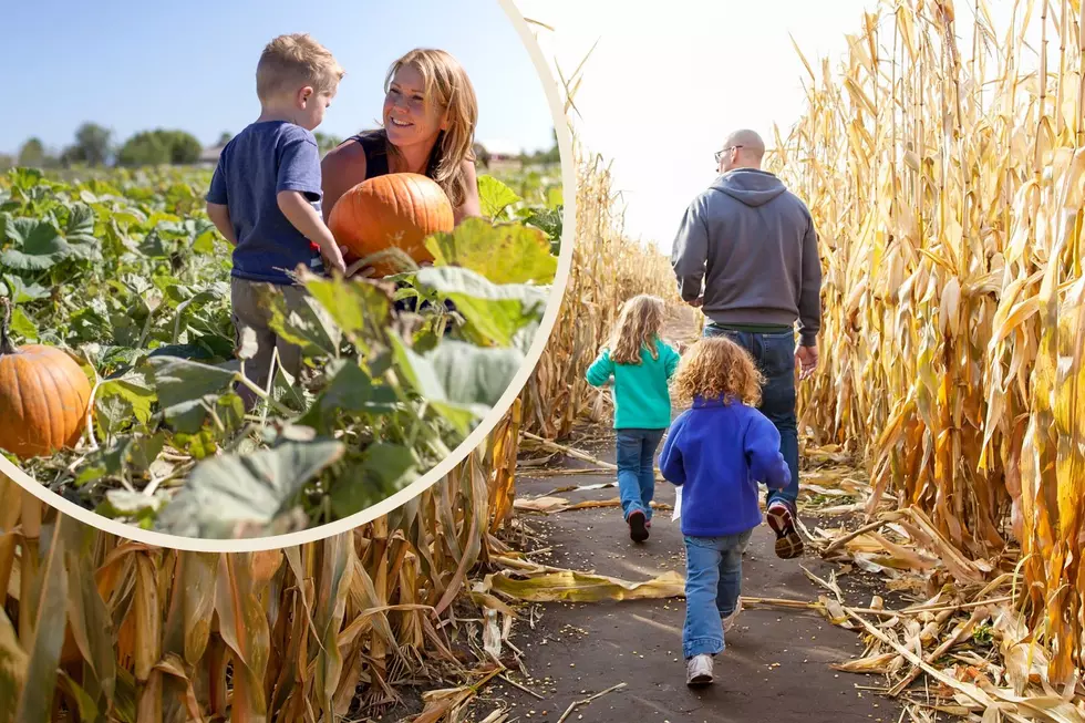 Fall Into Fun at the Pumpkin Patches and Corn Mazes Near Cheyenne