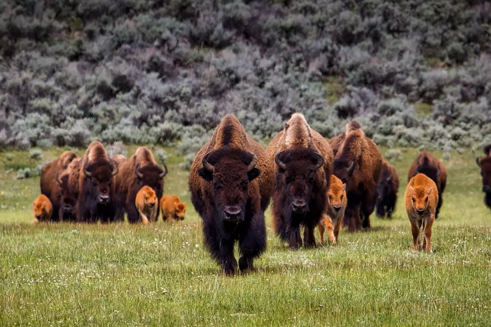 Bison Spread As Native American Tribes Reclaim Stewardship