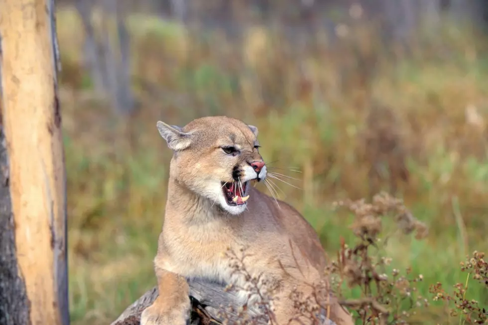 Here, Kitty, Kitty. Homeowner Finds Wyoming Cougar At Their House