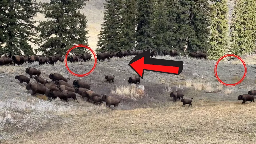Watch a Deer Hide from a Coyote in a Yellowstone Bison Herd