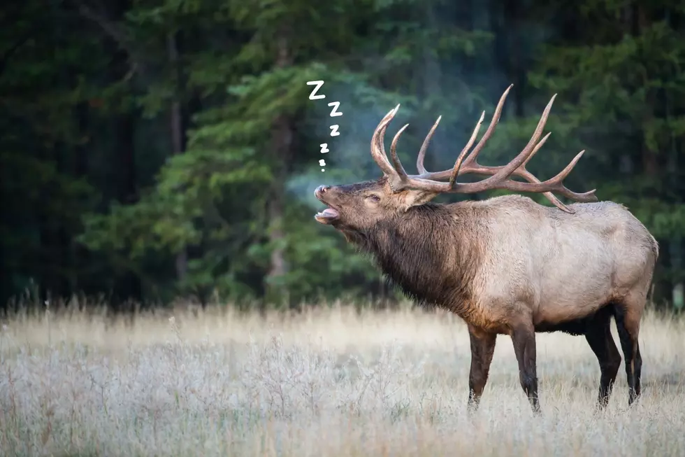Look! This Wyoming Elk Is So Tired It Sleeps Standing Up