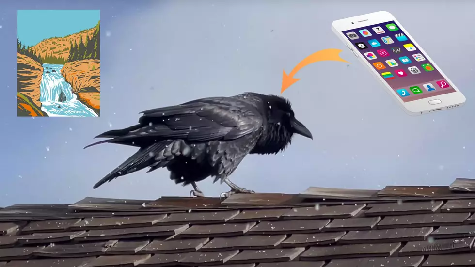Watch a Raven in Yellowstone National Park Mimic a Ringtone